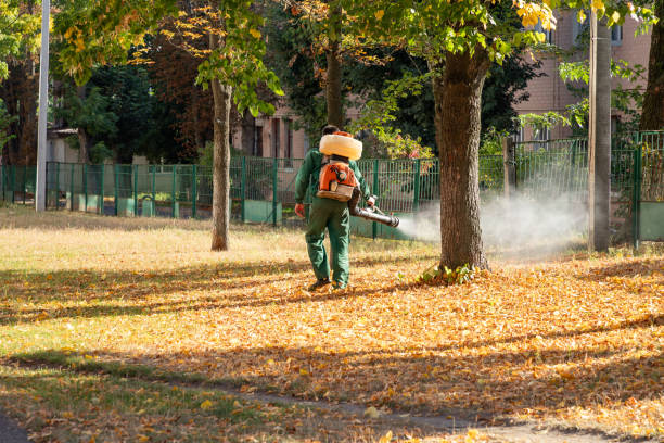 Wasp Removal Services in China Grove, TX