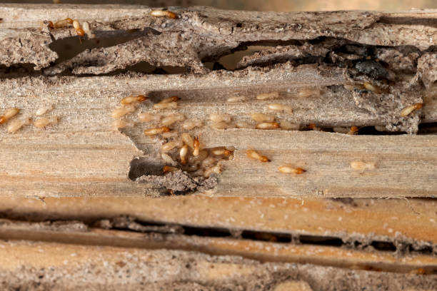 Flea Control Services in China Grove, TX