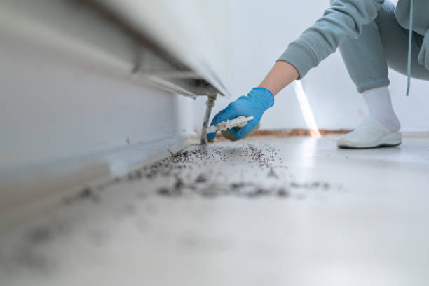 Best Termite Control Services  in China Grove, TX